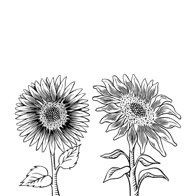 Premium Vector Sunflower Flower Drawing Set Hand Drawn Isolated Illustration