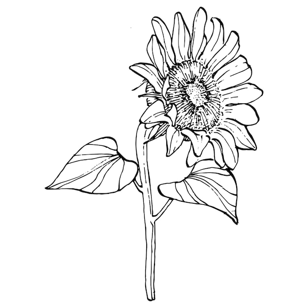 ひまわりの花 花の植物の花 孤立したイラスト要素 背景 テクスチャ ラッパーパターン フレームまたは境界線のワイルドフラワーを手描き プレミアムベクター