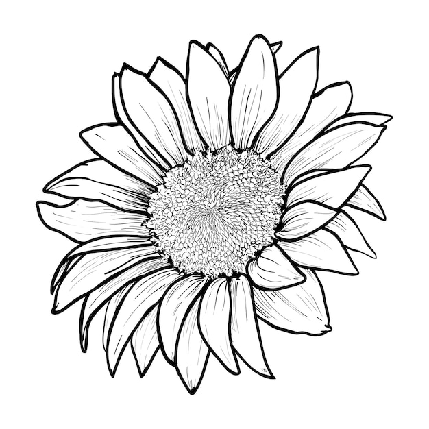 Free Free 191 Sunflower Outline Svg Free SVG PNG EPS DXF File