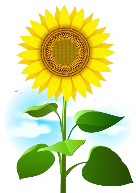 Featured image of post Sunflower Cartoon Drawing