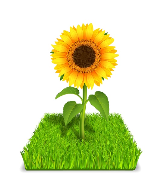 Sunflower in the green grass
