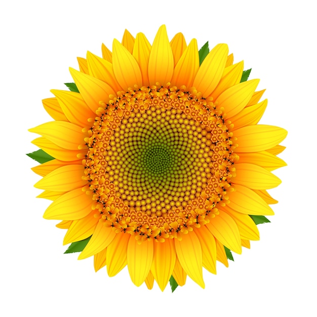 Download Sunflower Vectors, Photos and PSD files | Free Download