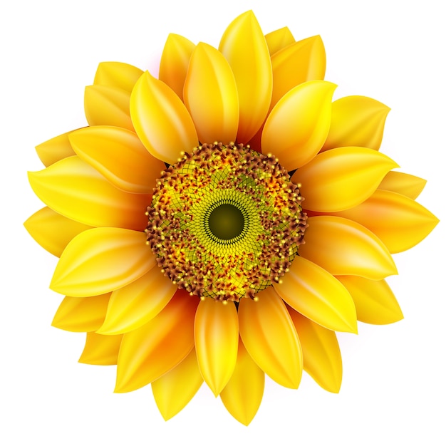 Free Free 141 Realistic Sunflower Svg Free SVG PNG EPS DXF File