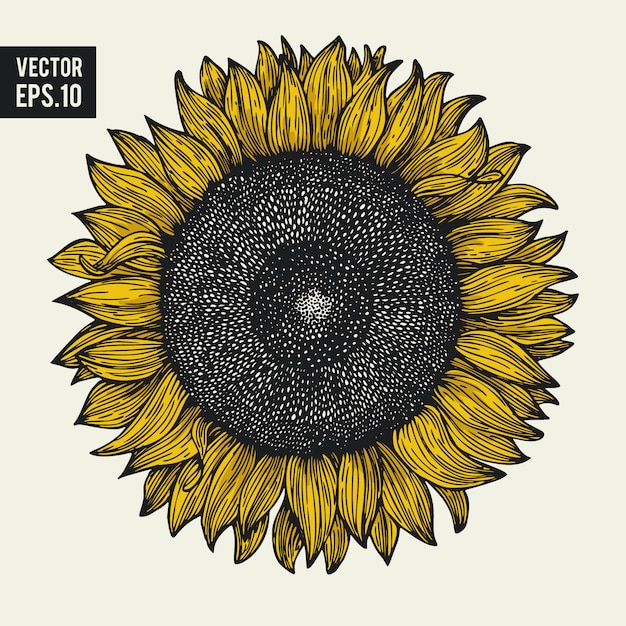 Download Premium Vector | Sunflower vector hand drawn illustration ...