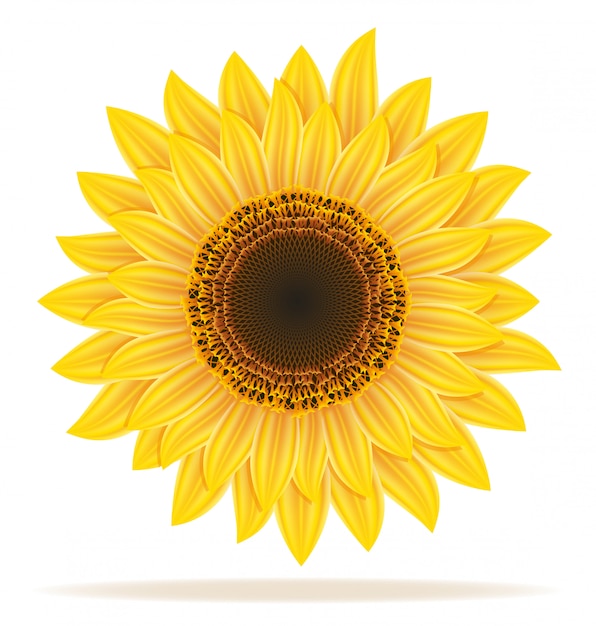 Premium Vector | Sunflower vector illustration