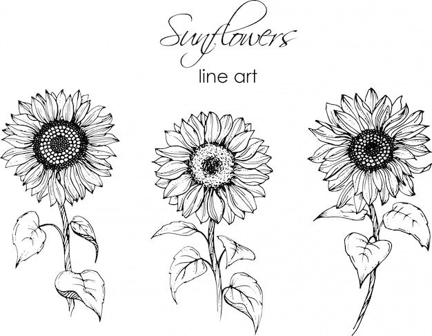Sunflowers Line Art Set Premium Vector