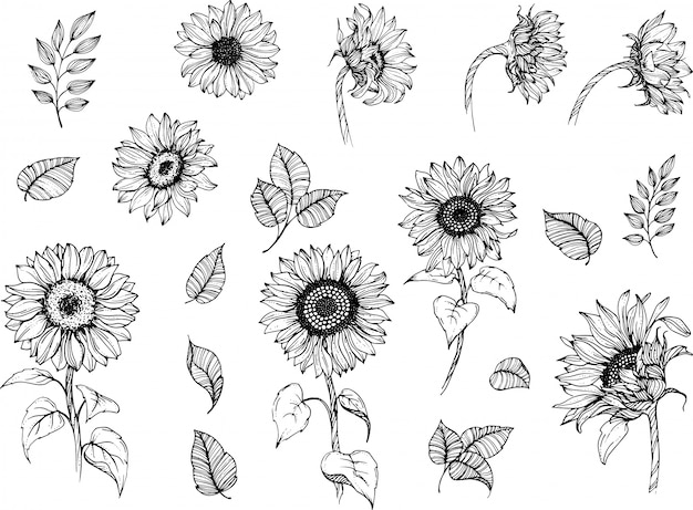 Download Premium Vector | Sunflowers line art set
