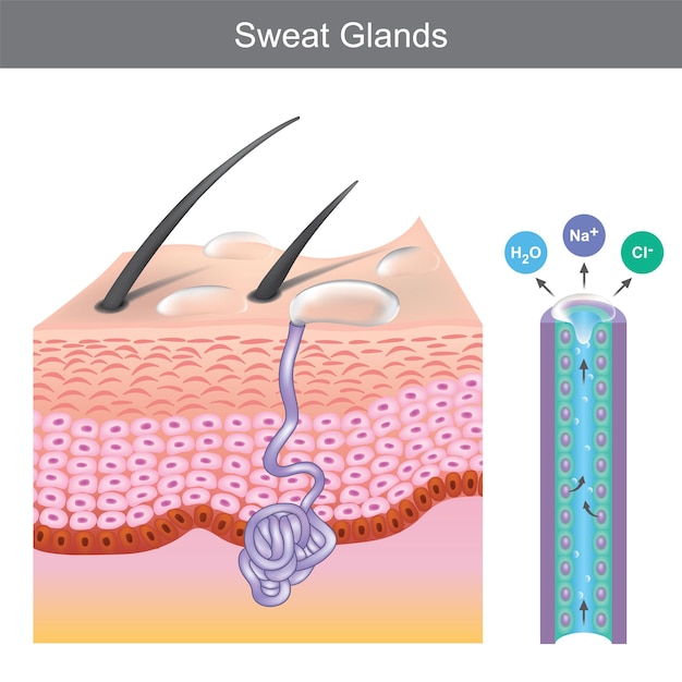 Premium Vector Sweat Glands Illustration Showing Human Sweat Gland