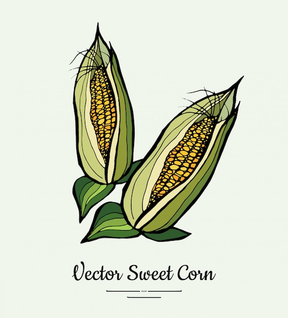 Sweet corn, corncobs, maize isolated groceries . fresh ...