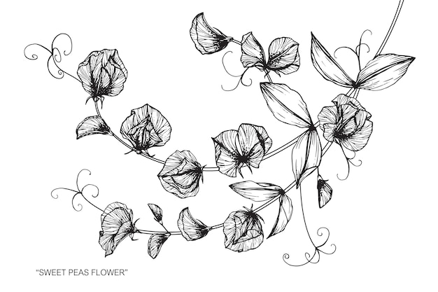 Download Sweet pea flower drawing illustration | Premium Vector