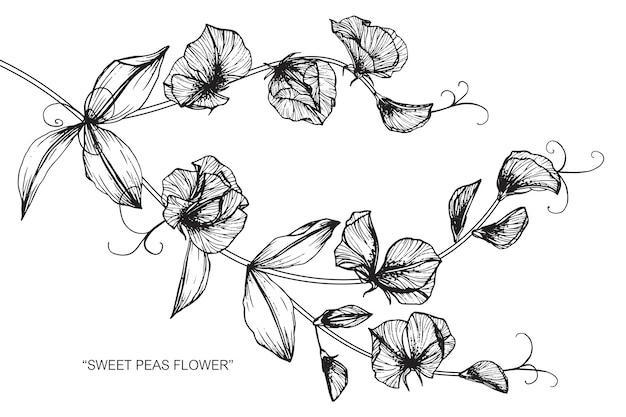 Download Premium Vector | Sweet pea flower drawing illustration