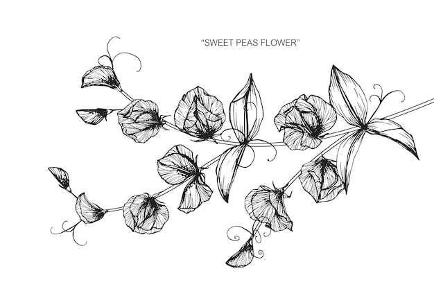 甘いエンドウ豆の花の描画のイラスト プレミアムベクター