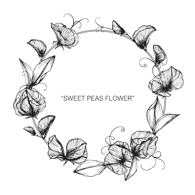 Download Premium Vector | Sweet pea flower frame drawing illustration