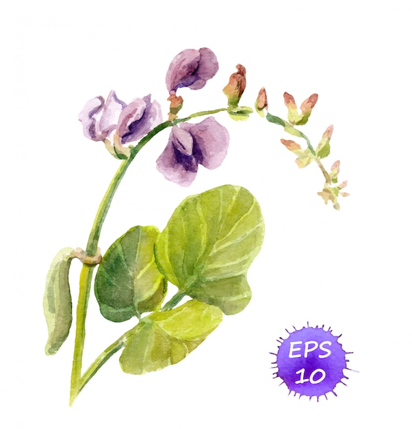 Free Free 96 Sweet Pea Flower Svg SVG PNG EPS DXF File