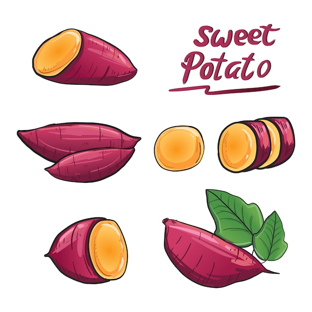 Sweet potato illustration vector in purple root color. Vector | Premium ...