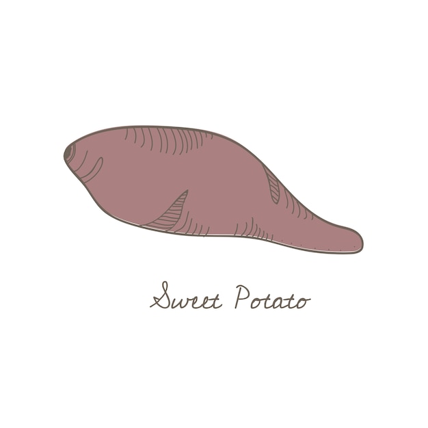 Premium Vector | A sweet potato