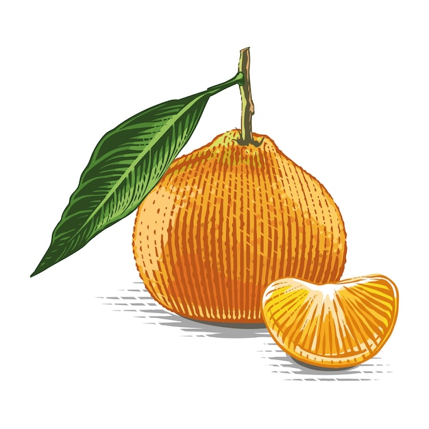 Premium Vector Tangerine on a twig hand drawing sketch engraving
