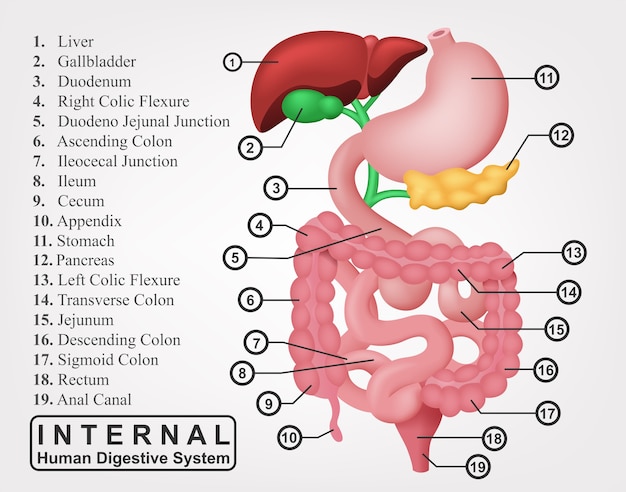 内部の人間の消化器系のイラストの一部 プレミアムベクター