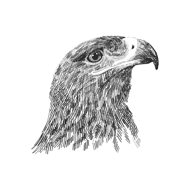 プレミアムベクター ノリハヤブサfalco Cherrug白黒イラスト 手描きのスケッチ図面 鷹狩り 野生動物 鷹の頭の肖像画のための鳥