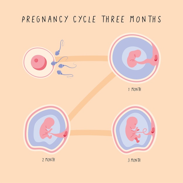 Premium Vector | Three embryo development phases