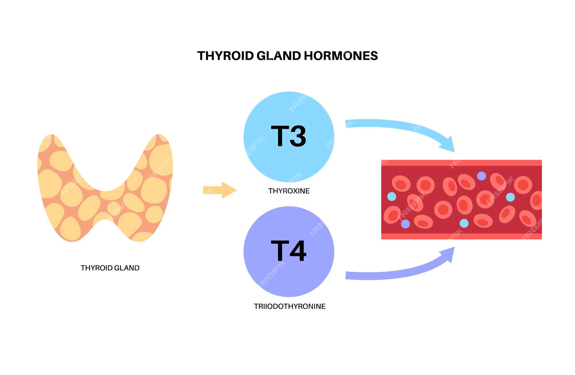 t3-t4