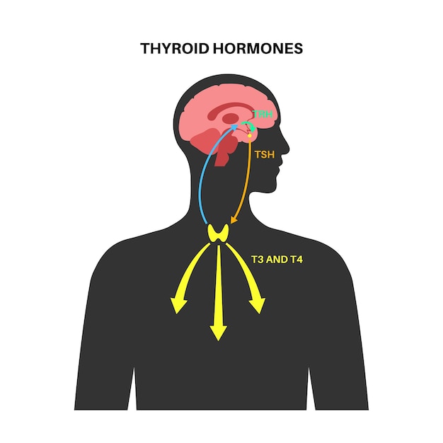 Premium Vector | Thyroid gland system diagram. t3, t4 hormones and ...