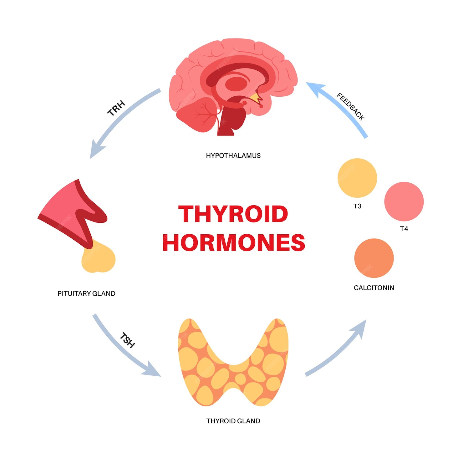 Premium Vector | Thyroid gland system diagram. t3, t4 hormones and ...