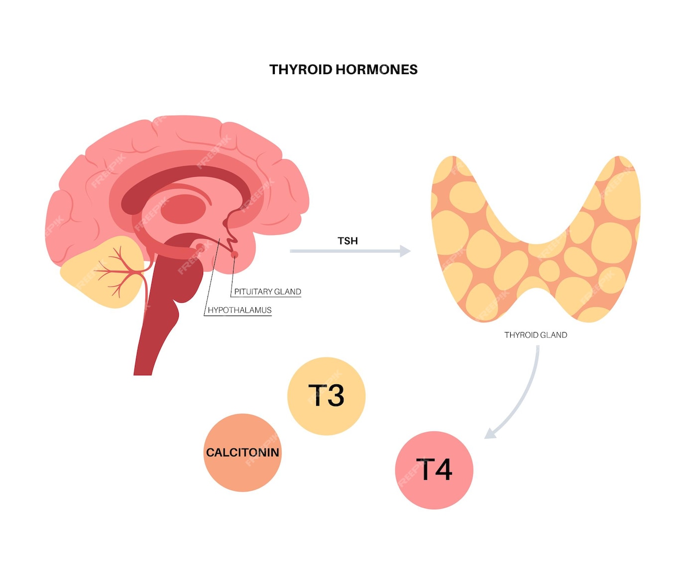 Premium Vector Thyroid Gland System Diagram T3 T4 Hormones And Calcitonin Production Vector