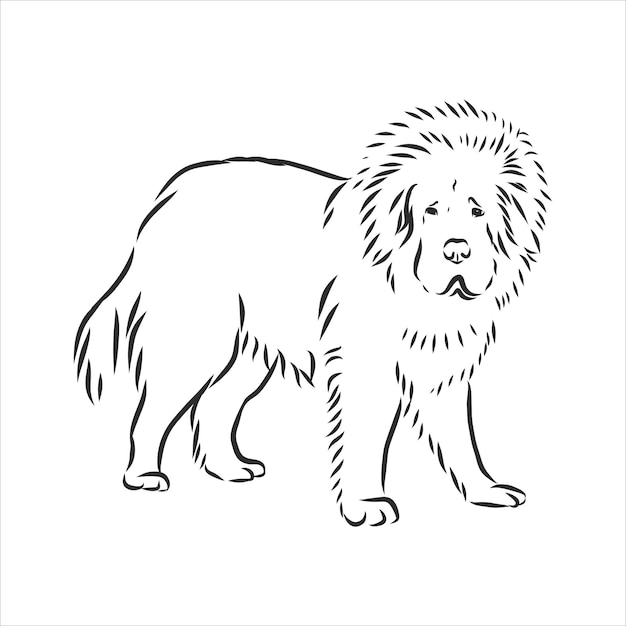 Premium Vector | Tibetan mastiff dog hand drawn sketch. rare purebred ...