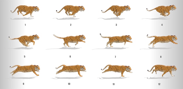  Tiger run cycle animation sequence Premium Vector