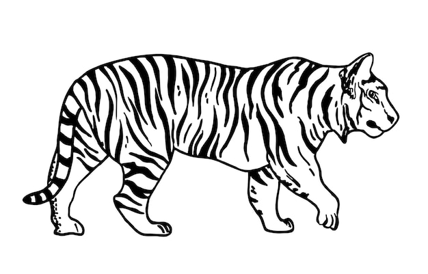 Premium Vector | Tiger sketch. contour vector illustration. vector ...