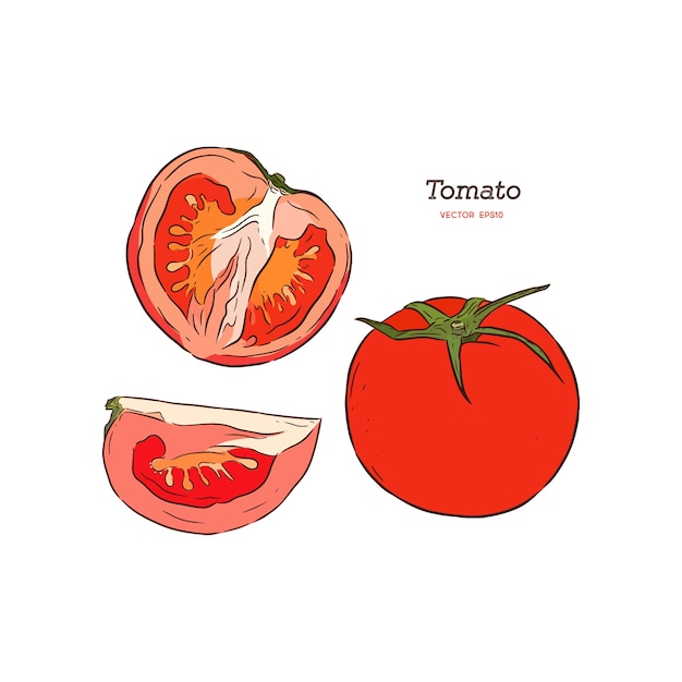 Premium Vector Tomato drawing. sliced piece.