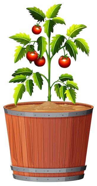 A tomato plant in the pot Free Vector