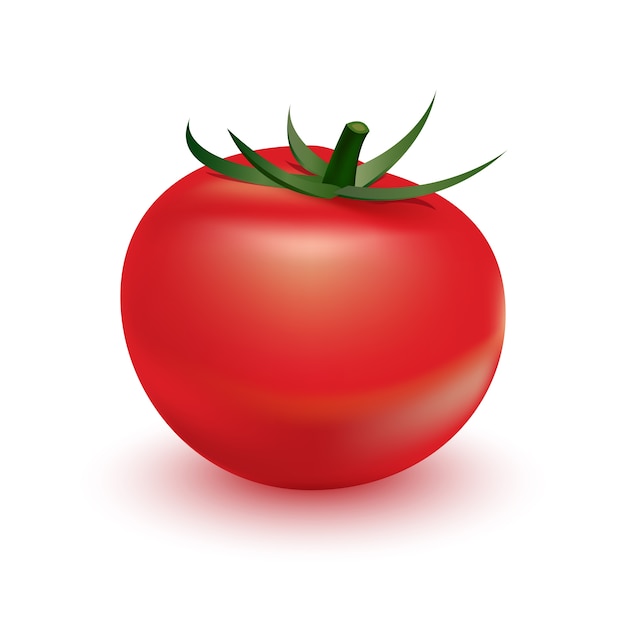 Premium Vector | Tomato