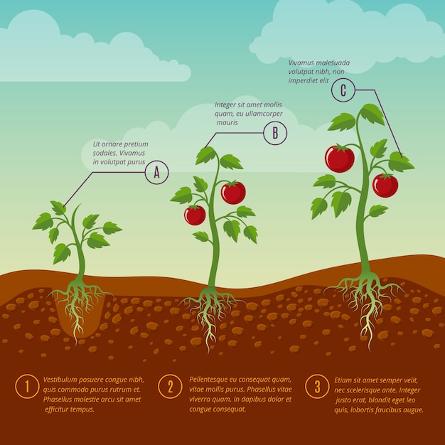 Tomatoes Growth And Planting Stages Flat Vector Diagram Premium Vector