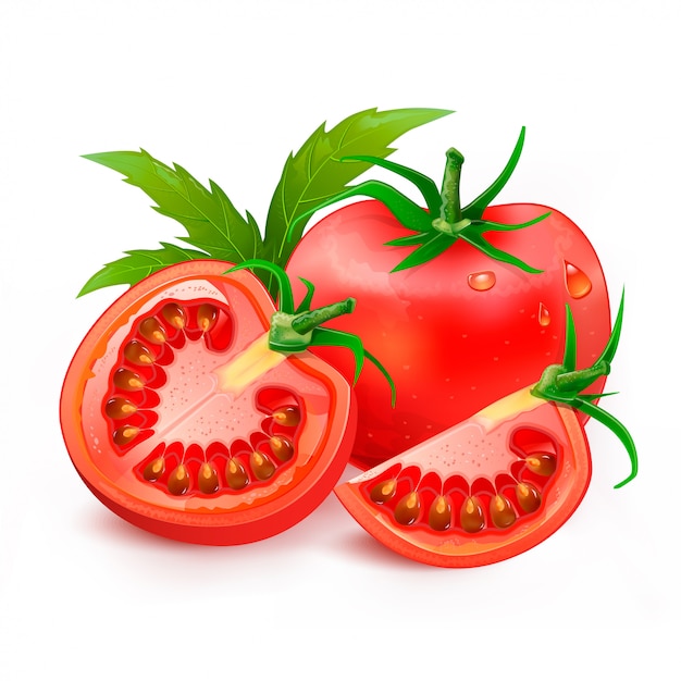 Premium Vector | Tomatoes Illustration