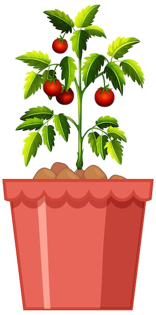 Free Vector Tomatoes Plant In Red Pot Isolated On White Background 1408