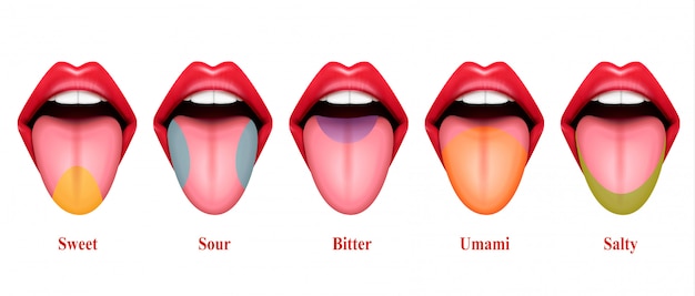 舌の味のエリアのリアルなイラスト 味覚の5つの基本的なセクション まさに甘い塩味の酸味と苦味とうま味 無料のベクター