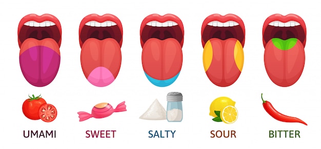 Tongue taste areas. sweet, bitter and salty tastes. umami and sour 