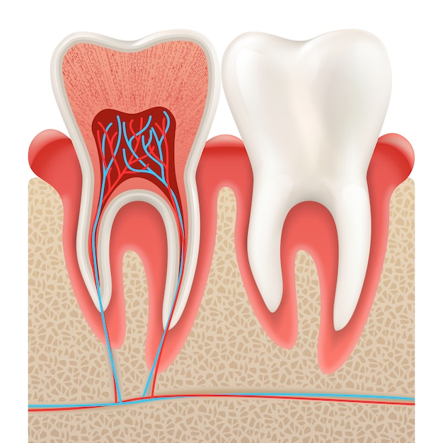 Premium Vector | Tooth anatomy closeup cut away.