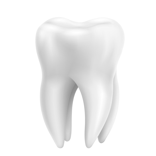 Premium Vector | Tooth, realistic 3d vector isolated on white ...