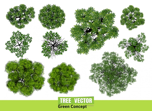 Tree top view from realistic Premium Vector
