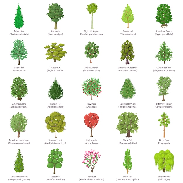 木の種類のアイコンを設定します 25の木の種類の等尺性イラストベクトルweb用アイコン プレミアムベクター