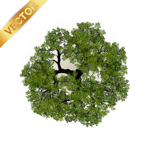 tree top view vector