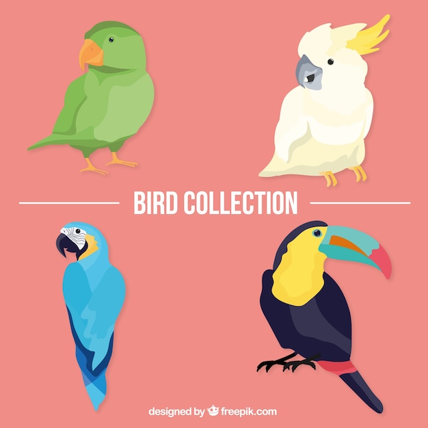 Tropical birds pack