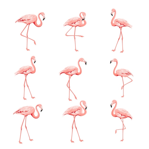 Free Vector | Tropical collection pink flamingos