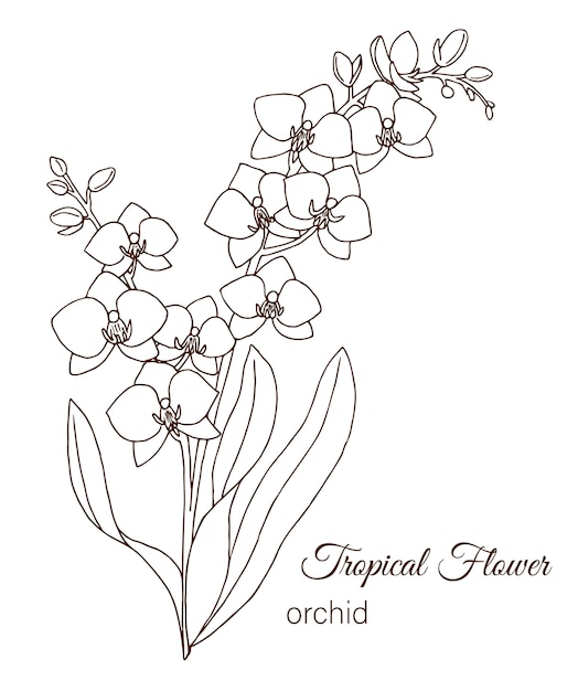 Tropical flower isolated on white Vector | Premium Download