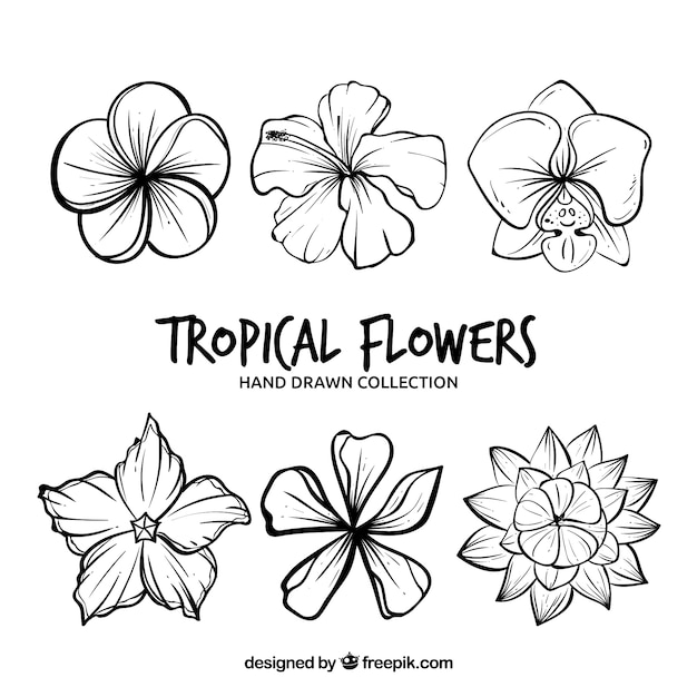 Free Vector Tropical Flowers Collection In Hand Drawn Style