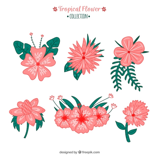 Tropical flowers collection in hand drawn\
style