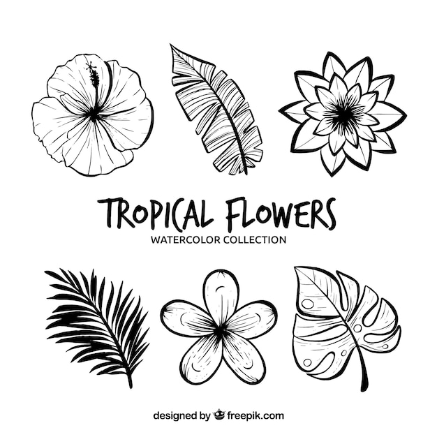 Tropical flowers collection in monolines